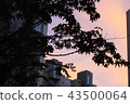Maple leaf 43500064