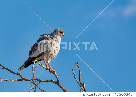 Pale chanting goshawk, Namibia Africa wildlife Pale chanting goshawk, Namibia Africa wildlife 43500343