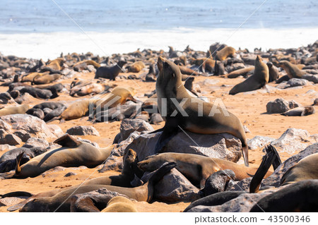 brown seal colony in Cape Cross, Africa, Namibia 43500346