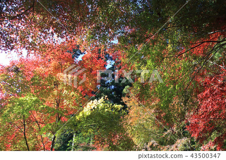 Hirin Temple Autumn leaves 43500347