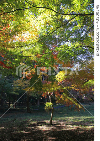Hirin Temple Autumn leaves 43500348