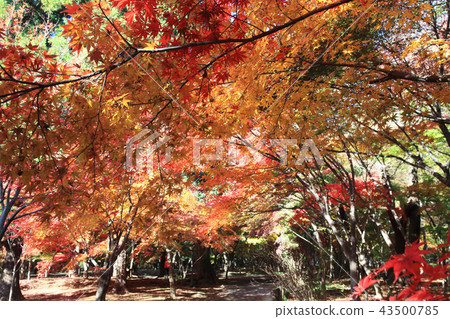 Hirin寺秋葉 Hirin寺秋葉 43500785