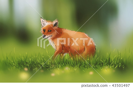 a Fox on spring green grass a Fox on spring green grass 43501497