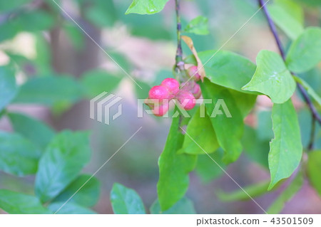 Kobushi麵條 Kobushi麵條 43501509