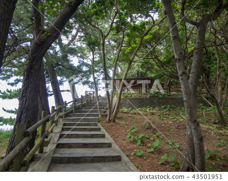 [伊豆半島地質公園]夏天Nishiizudoga [長廊]的風景 43501951