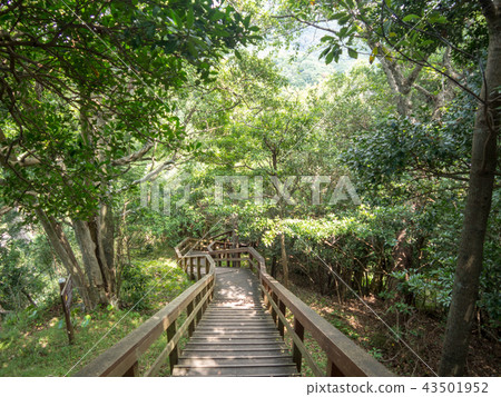 [伊豆半島地質公園]夏天Nishiizudoga [長廊]的風景 43501952