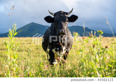 Composition with animal on the farm Composition with animal on the farm 43502113