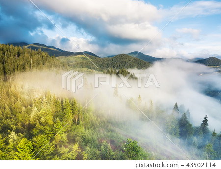 Aerial view at the forest in mist. 43502114