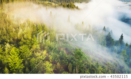 Aerial view at the forest in mist. 43502115