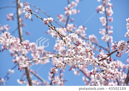 Fern tears (branched cherry blossoms) 43502189