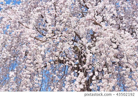 Fern tears (branched cherry blossoms) 43502192