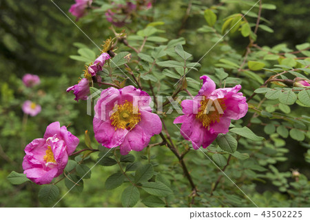 Wild roses Ban Gulab, Dand Kunja 43502225