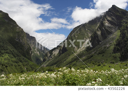 Valley of Flowers, Uttarakhand, India 43502226
