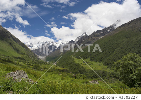 Valley of Flowers, Uttarakhand, India 43502227