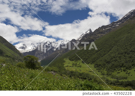 Valley of Flowers, Uttarakhand, India Valley of Flowers, Uttarakhand, India 43502228