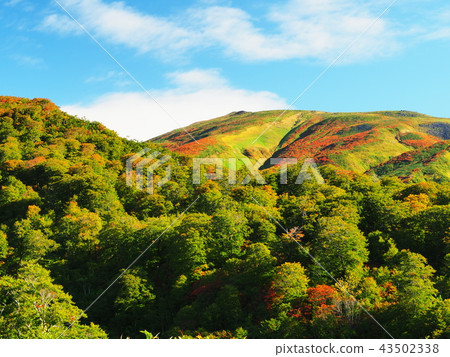 秋葉的Tsukiyama 秋葉的Tsukiyama 43502338