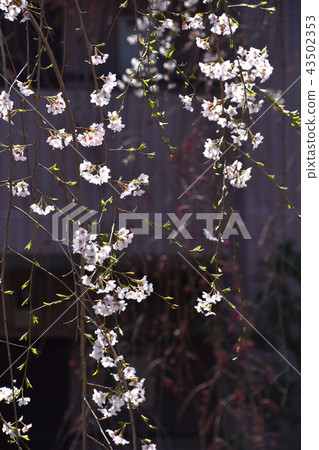 Fern tears (branched cherry blossoms) 43502353