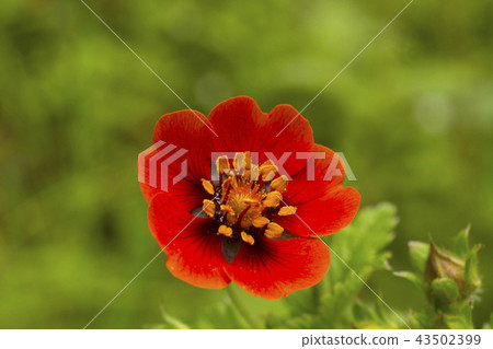 Himalayan Cinquefoil, Hemkund Sahib, Uttarakhand 43502399
