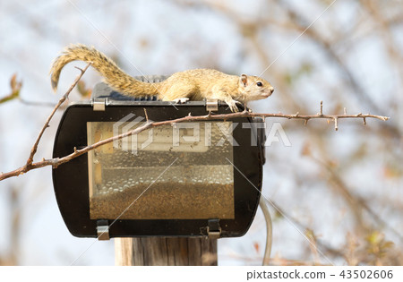 Tree squirrel (Paraxerus cepapi) 43502606