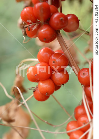 Black bryony 43502864