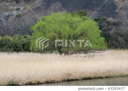 Kawahara Tree Bud Blowing 43503457