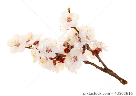 Branch with apricot flowers isolated on white background. Top view. Flat lay 43503616