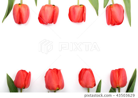 Beautiful red tulips on white background with copy space for text. Top view, flat lay Beautiful red tulips on white background with copy space for text. Top view, flat lay 43503629
