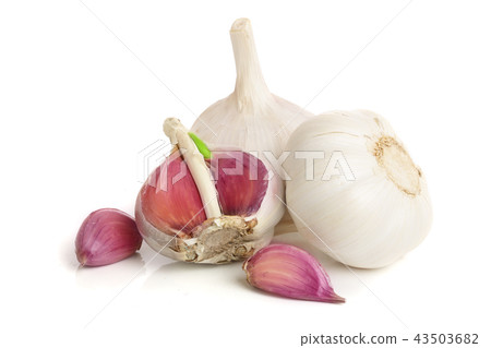 garlic isolated on white background close up garlic isolated on white background close up 43503682