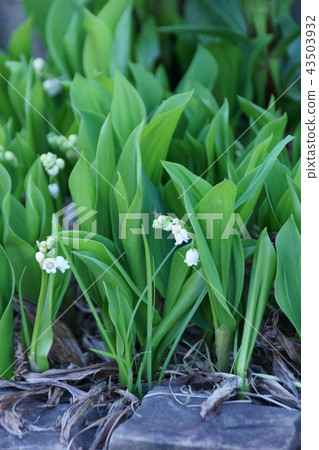 Suzuran lily flower language is "unconscious beauty" 43503932