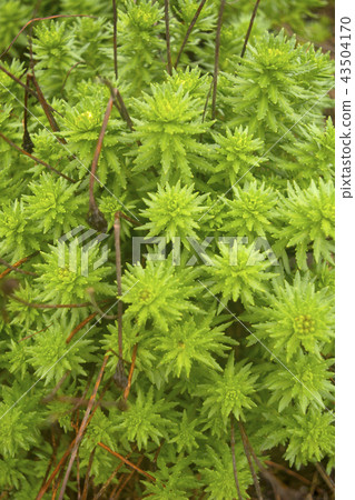 Wild plant at Uttarakhand, India Wild plant at Uttarakhand, India 43504170