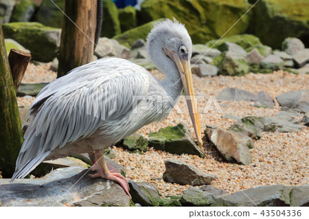 Koshi Beni Pelican 43504336