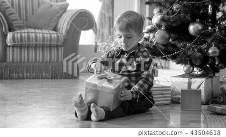Black and white image of cute toddler boy sitting under Christmas tree and pulling bow on gift box 43504618