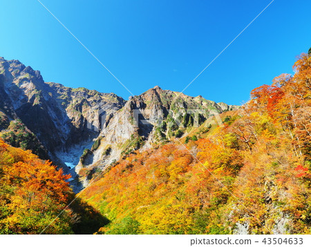 Tanigawa-dake的秋葉 43504633