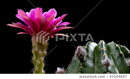 Cactus Flower Lobivia Hybrid Pink Color Blooming 43504687