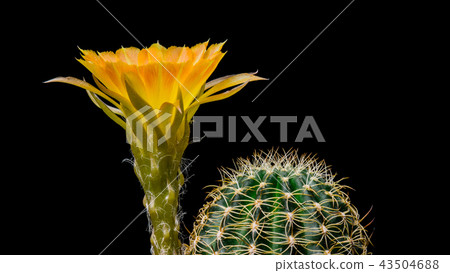 Cactus Flower Lobivia Hybrid Yellow Color Blooming 43504688