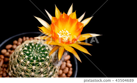 Cactus Flower Lobivia Hybrid Orange Color Blooming 43504689
