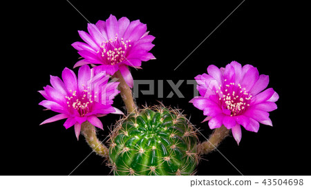 Cactus Flowers Lobivia Hybrid Pink Color Blooming Cactus Flowers Lobivia Hybrid Pink Color Blooming 43504698