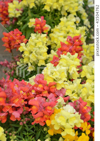 美麗的花園 美麗的花園 43504762