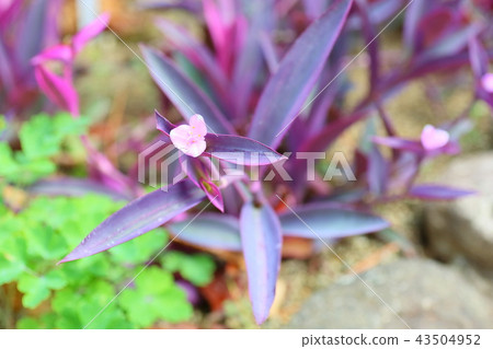 Murasakigoten flowers Murasakigoten flowers 43504952