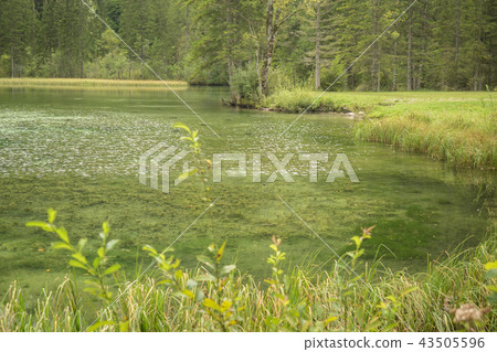 Schiederweiher, beautiful lake in Austria Schiederweiher, beautiful lake in Austria 43505596