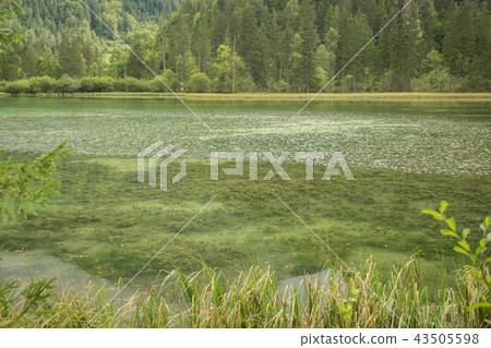Schiederweiher, beautiful lake in Austria Schiederweiher, beautiful lake in Austria 43505598