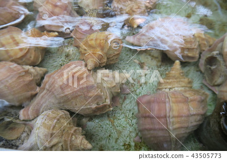 Crab shell Crab shell 43505773