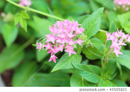 Pentas花 Pentas花 43505821