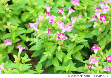 Torenia flowers Torenia flowers 43505827