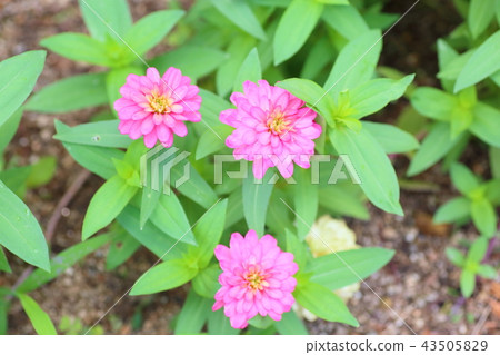 百日草花 百日草花 43505829