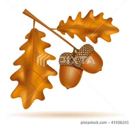 autumn oak acorns with leaves vector illustration - Stock Illustration ...