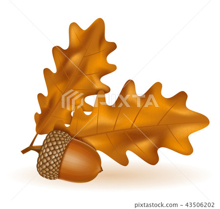 autumn oak acorns with leaves vector illustration - Stock Illustration ...