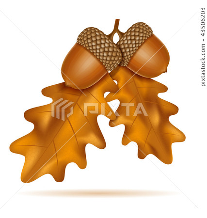 autumn oak acorns with leaves vector illustration - Stock Illustration ...