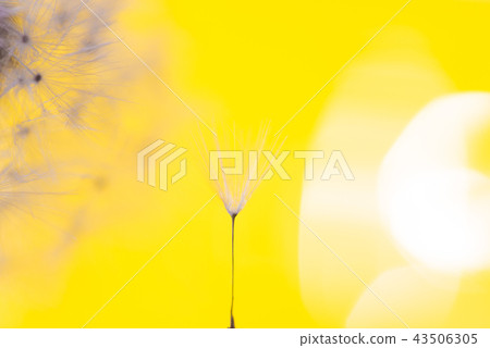 Flowers and drops 43506305