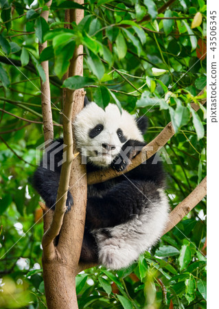 Giant panda bear in China 43506345
